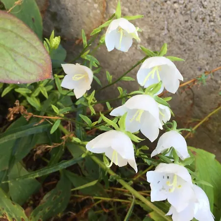 Сasa de vacaciones Charming Percheron House *