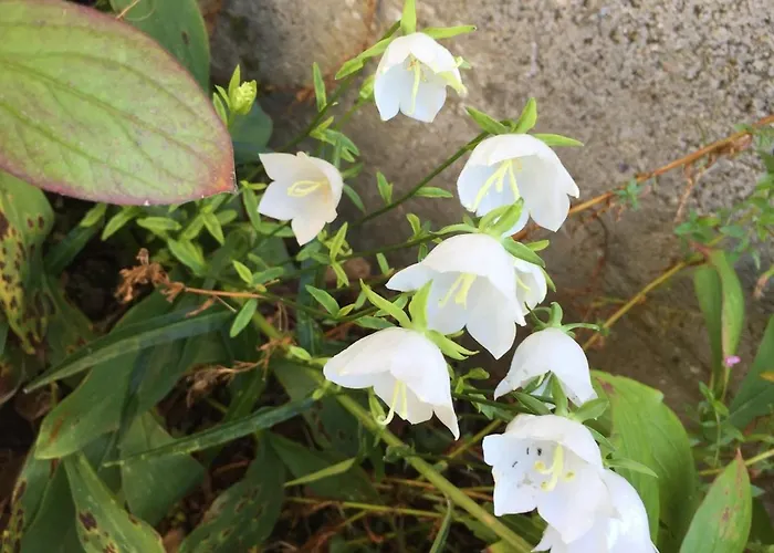 Hébergement de vacances Charming Percheron House *